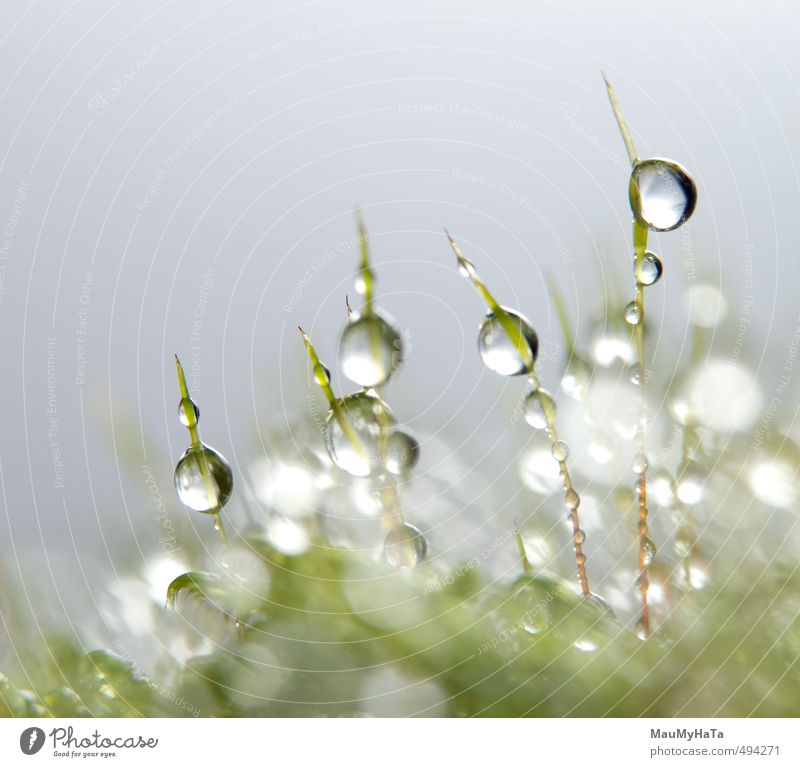 Water drops in moss Nature Plant Elements Drops of water Autumn Climate Bad weather Rain Moss Garden Forest Growth Fresh Wet Green Silver White Purity Fear