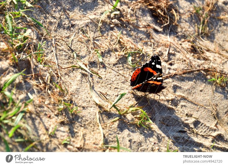An Admiral walks in the sun-warmed sand and thinks: is this perhaps the Havel beach? Vanessa atalanta, Red Admiral, Noble Butterfly Red admiral Noble butterfly