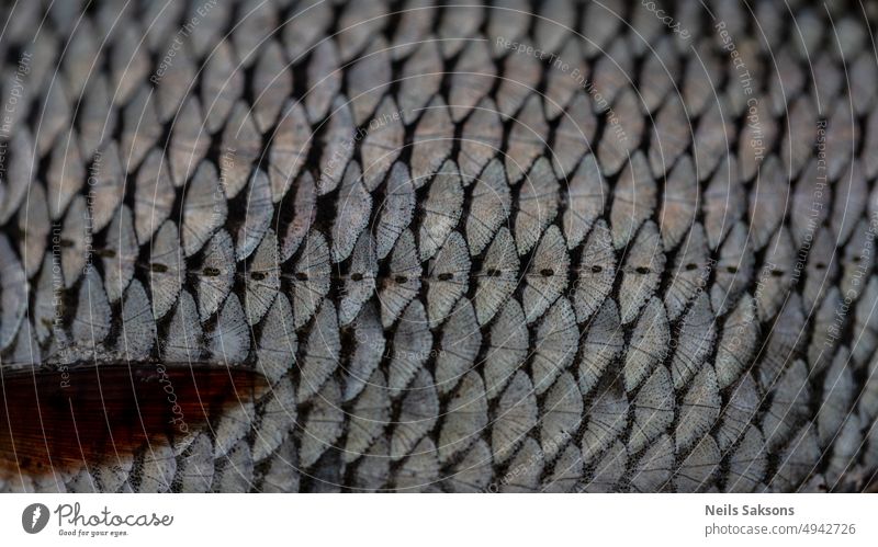 close-up of fish scales abstract animal aquarium backdrop background fishing macro natural nature pattern real roach scales background scales macro sea silver