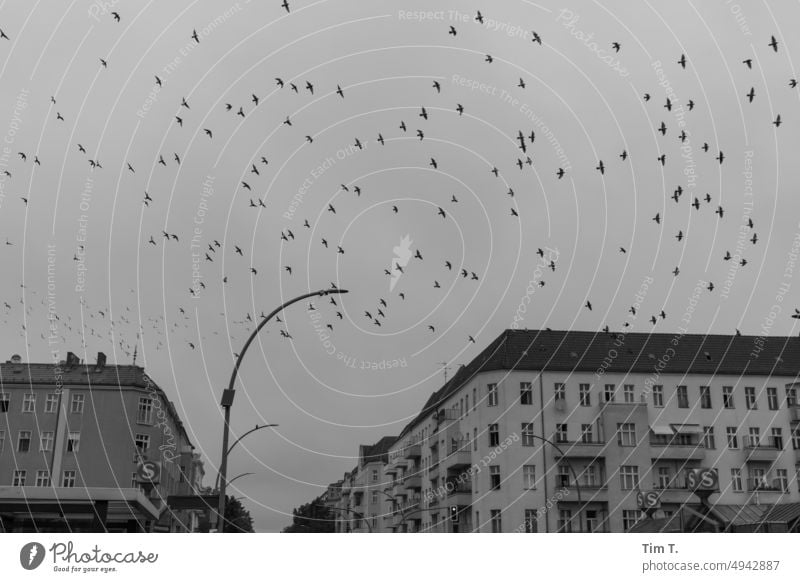 Pigeons over Neukölln pigeons Flying flight b/w bnw Black & white photo Day Exterior shot Deserted Berlin Capital city Town Downtown Architecture Building