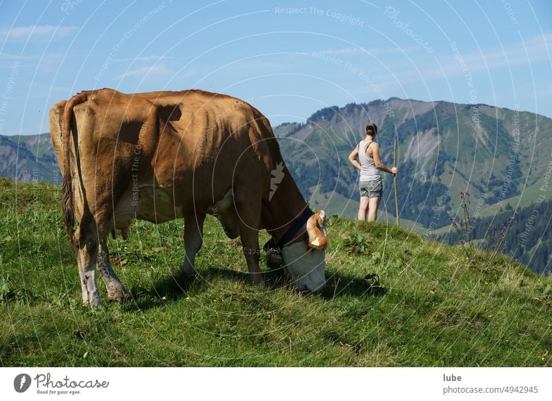 The shepherdess Livestock Agriculture Alpine pasture Cow Cattle Mountain pasture Landscape mountain Forest of Bregenz herdsman pastoralist