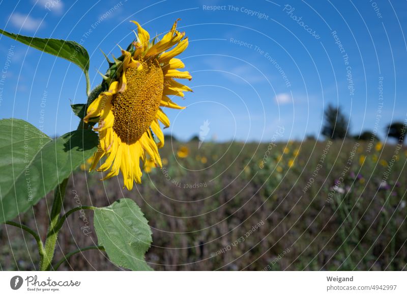 Sunflower in front of sunflower field under blue sky Sunflower field Detail Summer Blue sky sunshine postcard motif Nature Cool-headed Meadow Yellow Baltic Sea