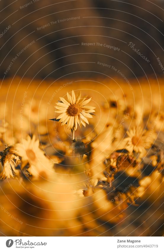 Sunflower field sunflower sunflowers sunflower field vertical vertical background copy space end of summer yellow harvest september nature aesthetic moody