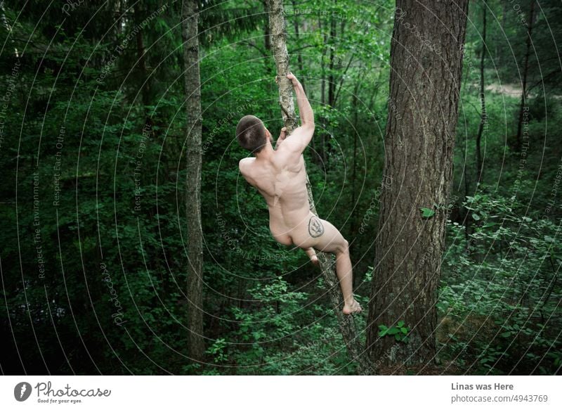 A wild and naked boy is climbing a tree in these green woods. Enjoying the free spirit of summer. Showing off his tattoos, muscles, and naked butt. Green nature