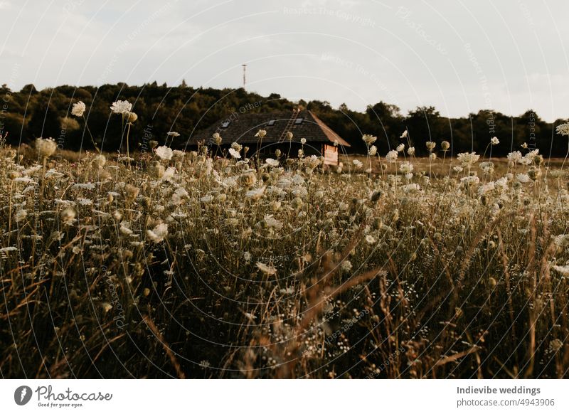 A field detail with wild flowers in the sunset. Summer nature landscape in Europe. Green and white vegetation, a blurry house in the background. Copy space.