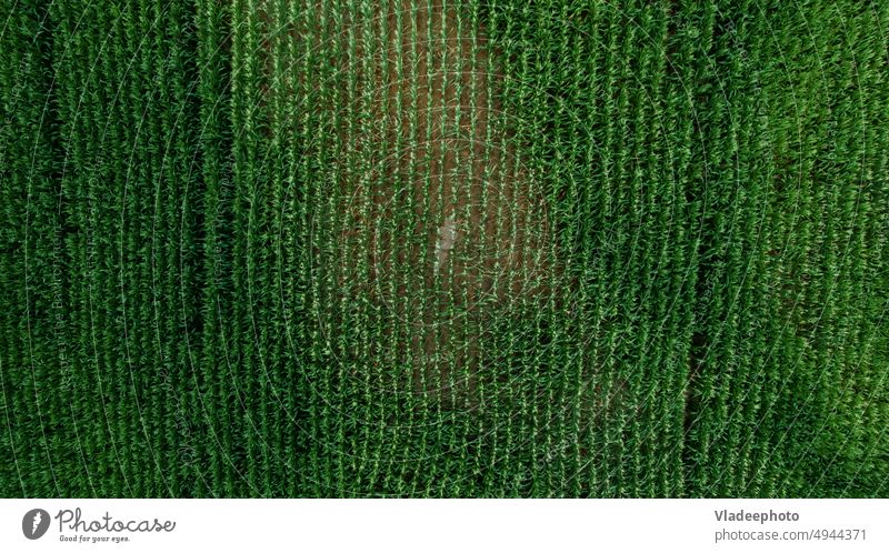 Aerial view of corn field farming aerial green rural agriculture land plant growth countryside summer texture farmland top nature organic natural agronomy
