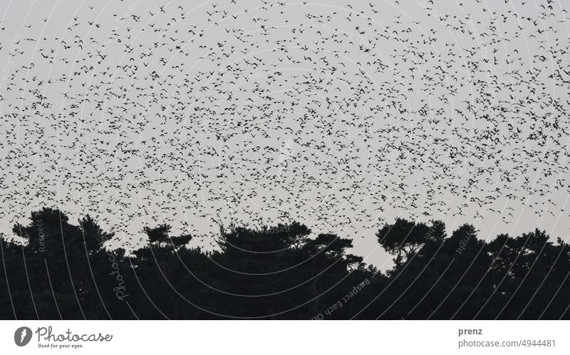 Stare Starling Flock Animal Exterior shot Bird Starling swarm Fischland-Darss-Zingst Tree Landscape Nature Baltic Sea