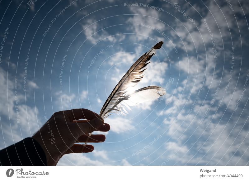 A hand stretches feathers towards the sun hands Sunlight Back-light Sky Summer sensation poetry Life attentiveness relaxation tranquillity silent cloudy
