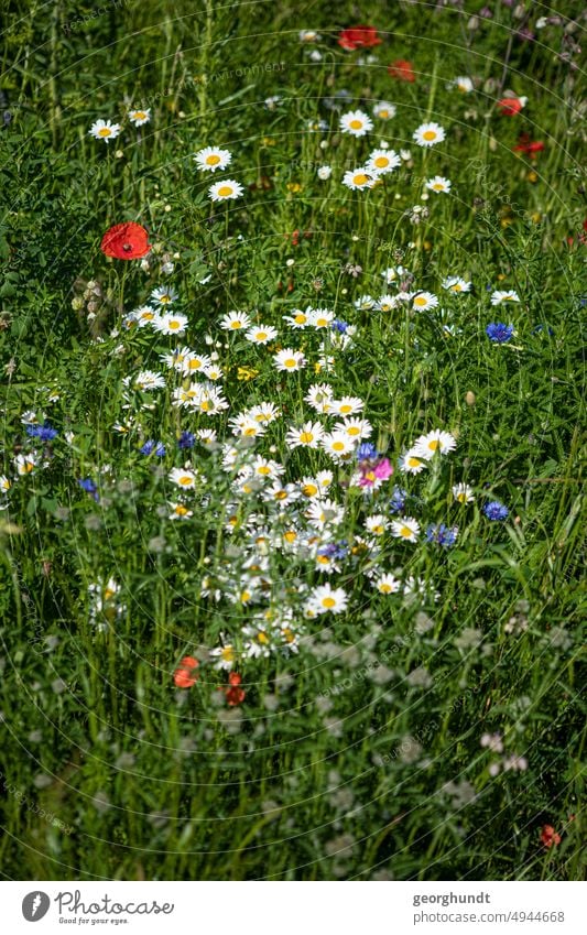 Numerous wildflowers in many colors in the middle of a meadow, framed by grasses. Flower Meadow Chamomile wild chamomile Camomile Poppy wayside cornflowers
