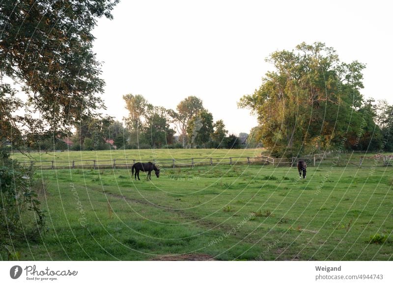 Horses in the pasture horses Willow tree Farm Country life Idyll Green Schleswig-Holstein country Ride Riding stable horse farm