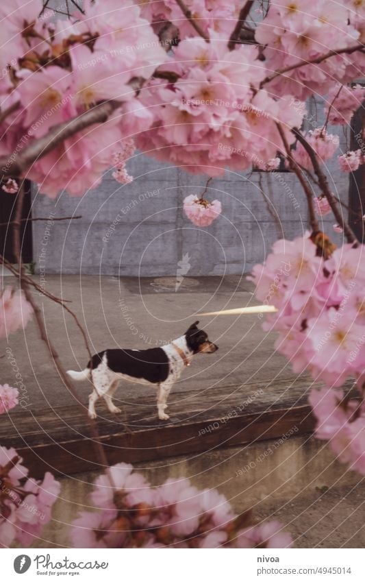 Jack Russell Terrier under a cherry blossom tree Jack Russell terrier jack russell Dog dog love Cherry blossom vintage Pet Animal White Small 1 Brown Cute Happy
