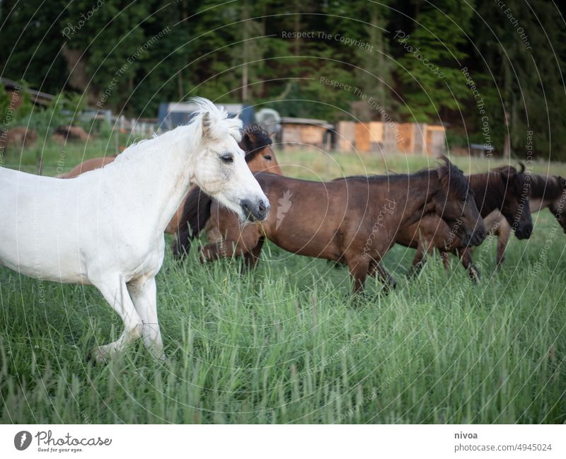 Island horses in the pasture Icelandic horse Willow tree gallop Nature Gallop Green Horse Joie de vivre (Vitality) Escape Wild Gray (horse) Brown Plant wax