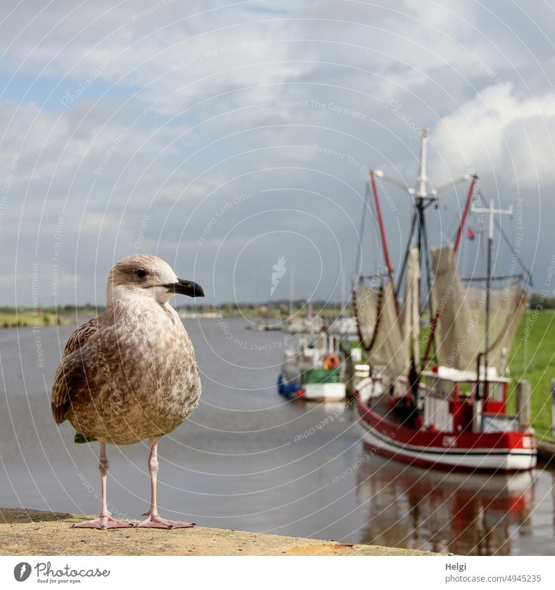 Harbour guard - Young seagull standing on a wall in the harbour, in the background a crab cutter and other ships on the water Seagull Young bird Greetsiel