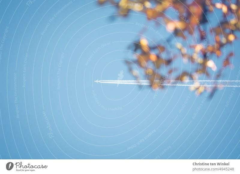 On the way to the autumn vacation. Airplane with condensation trails in blue sky, seen through autumn colored branch on tree. Vapor trail Autumn