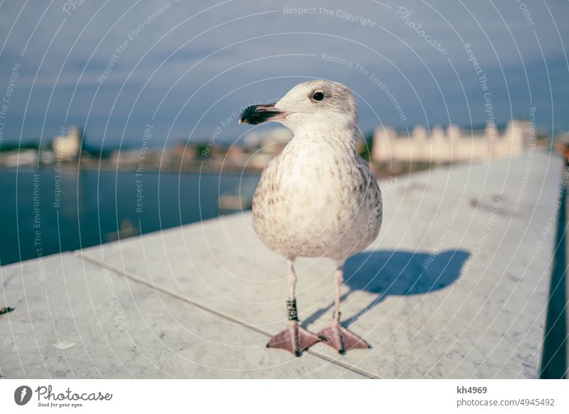seagull Seagull Gull birds Bird f=1.7 bokeh Gray Animal portrait Love of animals Ocean Wall (barrier) Beak