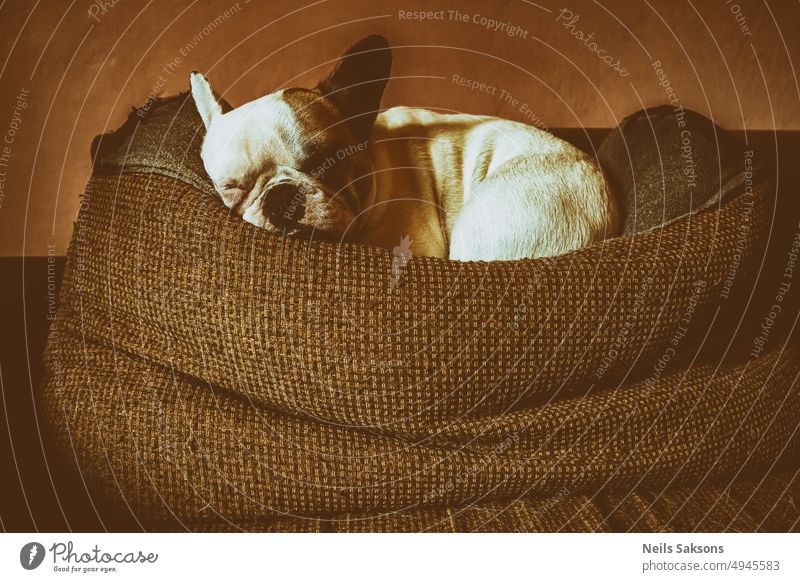 white cute french bulldog sleeps on pillow on couch vintage look amazing animal big pillow canine comfortable frenchie friend indoors puppy rest room small dog