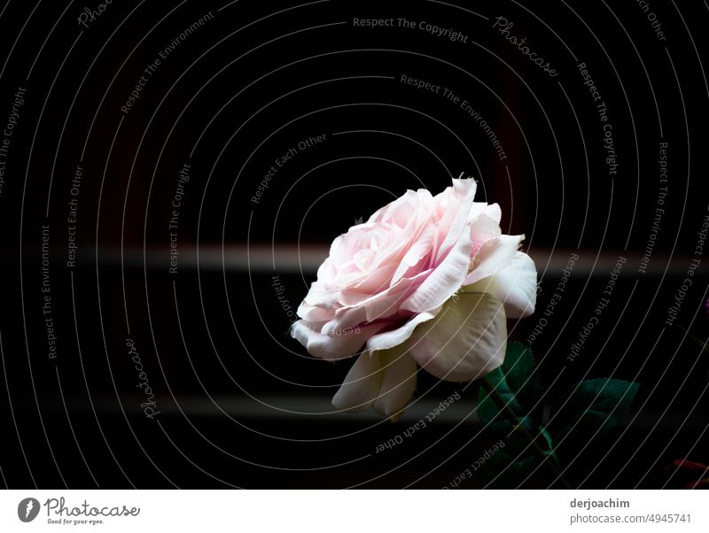 A beautiful rose, taken from the side with dark background. pink Rose blossom Plant Blossoming Romance Colour photo Flower Deserted naturally Exterior shot