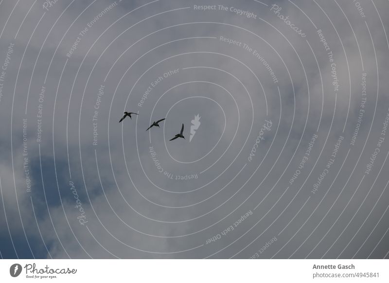 Migratory birds on the move Sky animals Flying Flock Flock of birds Group of animals Flight of the birds geese