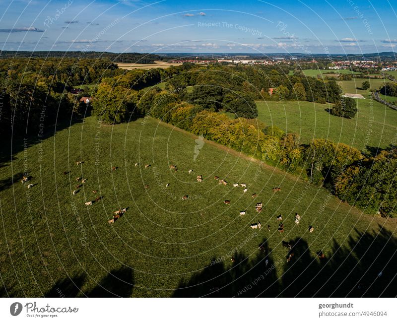 Aerial view of cows on a pasture surrounded by woods and avenues in late summer. Cow Avenue Willow tree Mecklenburg pre-Pomerania Uckermark Brandenburg Forest