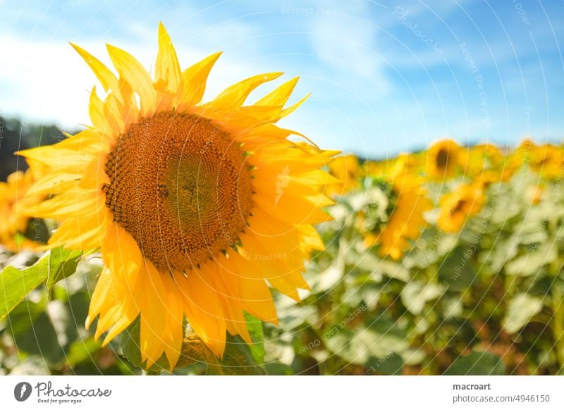 sunflower Sunflowers Sunflower field floral Summer late summer blossoms Blossoming petals Corworts Daisy Family asteraceae Yellow Orange Blue sky Sky Green