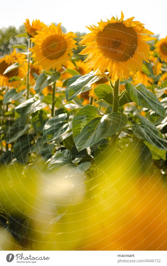 sunflower Sunflowers Sunflower field Floral Summer late summer blooms Blossoming petals composite Daisy Family asteraceae Yellow Orange Blue sky Sky Green