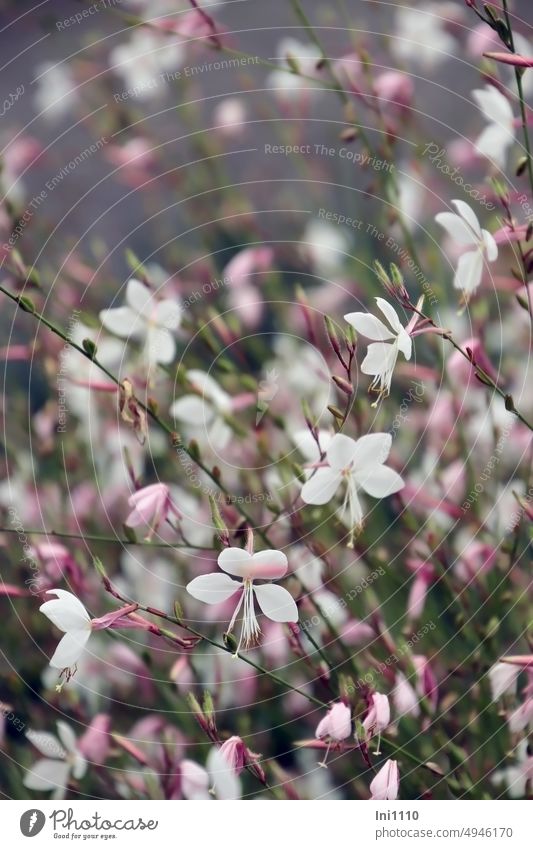 Magnificent candle Plant Flower shrub Ornamental plant continuous bloomers gaura lindheimeri Blossom varieties white pink Herbacious