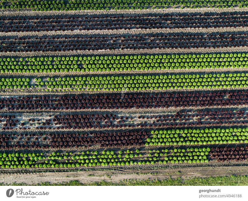 Field with various lettuces from above. Aerial view Landscape aerial photograph drone Lettuce head of lettuce salad vegetables Cabbage acre Salad cultivation