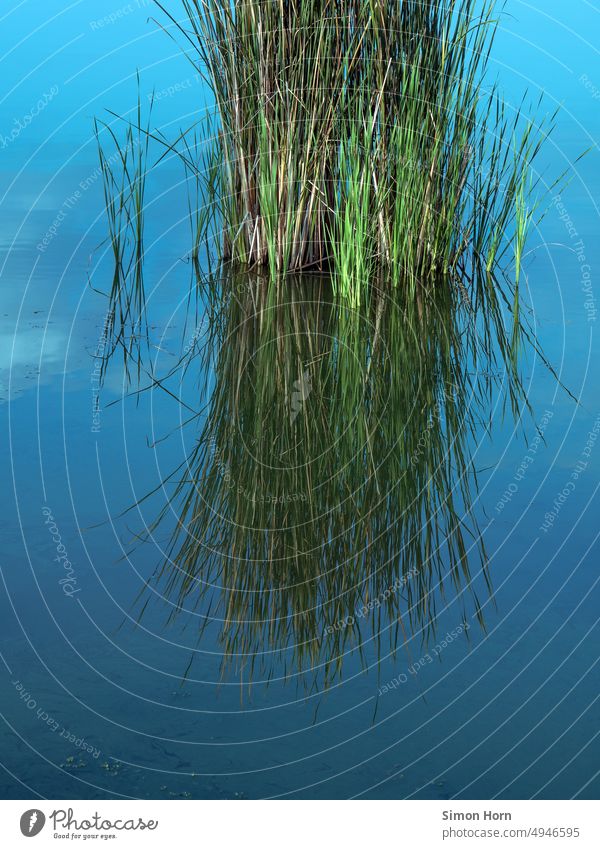 Reed in the mirror of water reflection reed Surface of water Reflection Water reflection Environment Lakeside Idyll Blue Common Reed Beautiful weather