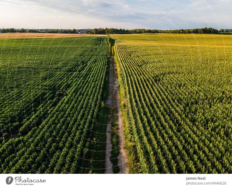 Dividing road between the fields horizon sunny gravel nature land meadow background single lane road agriculture plant drone sustainable resources growth