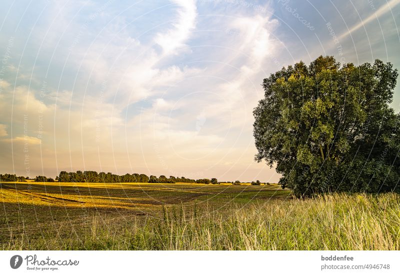Barth hinterland, harvested corn fields, a group of trees on the right edge of the picture casts long shadows in the evening, hilly terrain, clouds illuminated by the sun on the horizon already soft orange.