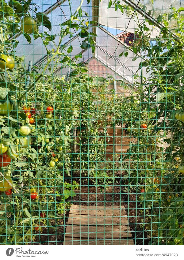 Self-sufficient | Better to grow tomatoes than trade lemons Greenhouse self-catering extension organic Vegetable Food Garden Fresh Harvest Healthy Nutrition