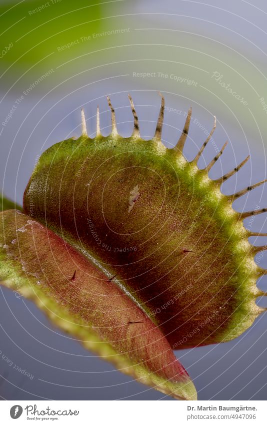 Catch leaf of the Venus flytrap, Dionaea muscipula, Droseraceae (sundew family), clearly visible the trigger points of the trap mechanism Venus' flytrap