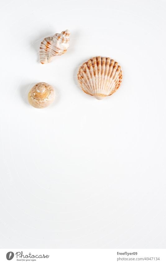 Collection of shea shells against white background collection three copy space sea vacation seashell marin natural texture tropical holiday frame beach ocean