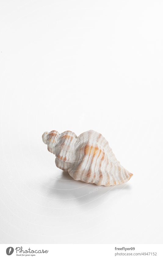 Conch shell against white background conch clam clamshell isolated seashell copy space vacation marin natural texture tropical holiday frame beach ocean travel