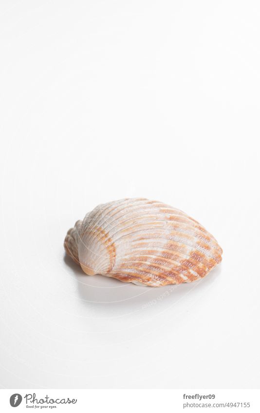 Clam shell against white background clam clamshell isolated conch seashell copy space vacation marin natural texture tropical holiday frame beach ocean travel