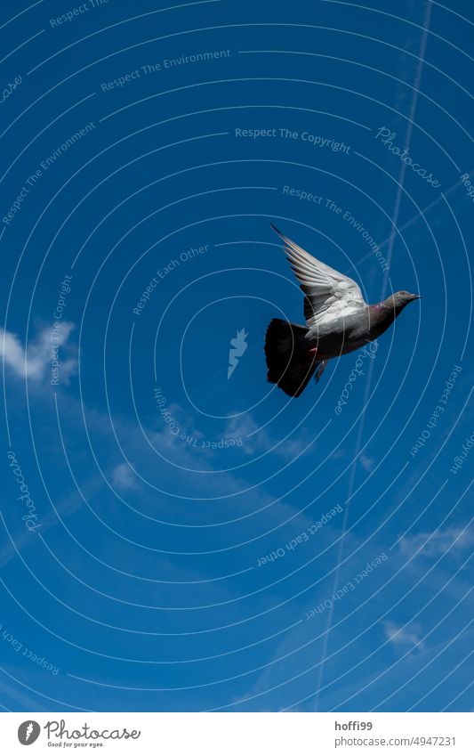 Pigeon in flight against blue sky with condensation trails Flying Bird Sky Grand piano Freedom Symbols and metaphors Sign Vapor trail Blue White Animal Beak
