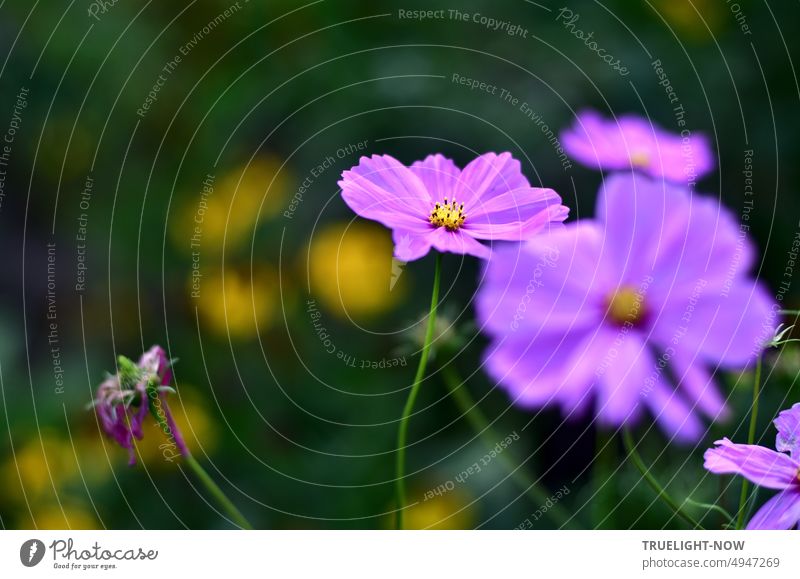 Cosmea, jewel basket, Cosmos bipinnatus, purple violet glow, partly already faded, green and yellow blur the garden background Violet Illuminate late summer