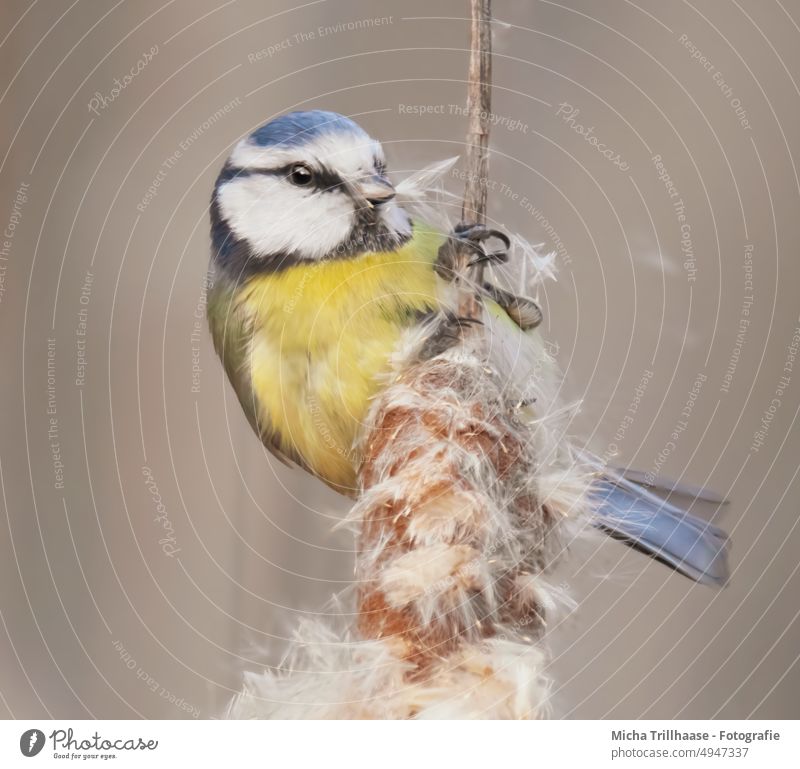 Blue tit plucking reed Tit mouse Cyanistes caeruleus Bird Head Animal face Feather Eyes Beak Plumed Claw Grand piano Cattail (Typha) Common Reed Wild animal