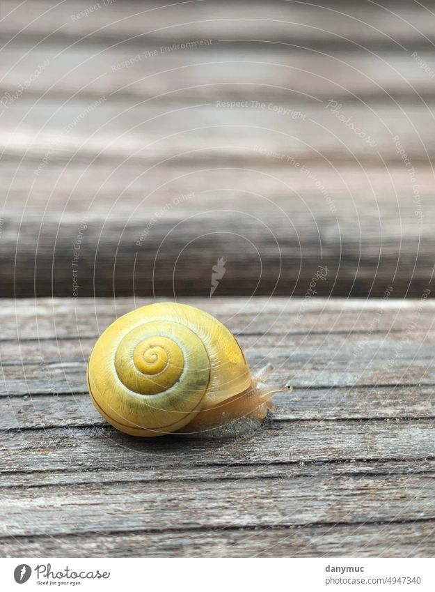 a snail looks out of its shell Crumpet Snail shell House (Residential Structure) Feeler Corridor Hiking touch Animal Nature Slowly creep away