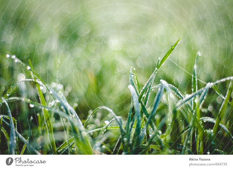 pearl grass Nature Drops of water Autumn Grass Meadow Touch Glittering Cold Wet Natural Green Black White Beginning Hoar frost Colour photo Exterior shot Detail