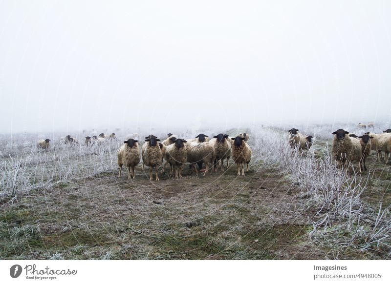 Grazing animals. Weeding with sheep. Flock of sheep in chokeberry bushes plantation of chokeberry - fruits. icy rain storm with fog in the frosty winter landscape.