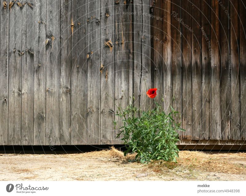 Wooden wall flower poppy flower Blossom Farm Poppy Flower Summer Wild plant Poppy blossom Goal Wooden gate Individual scattered eccentric Wall (building) Sand