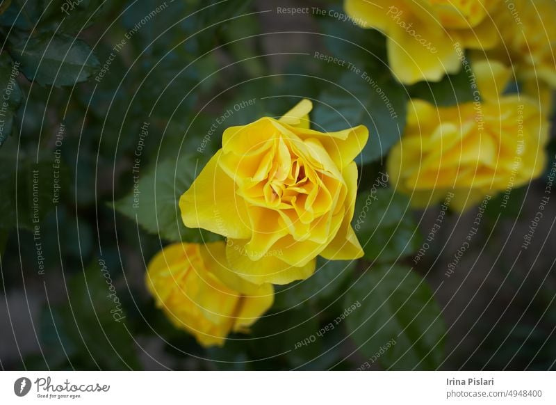 A rose in button with a yellow color. Day shooting, outdoor and without character. Front view. 2020 autumn background beautiful beauty bloom blooming blossom