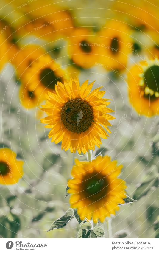 Sunflowers receive the beautiful afternoon sun abstract agriculture backgrounds blooming blossom blurred background bright close-up collection cultivation