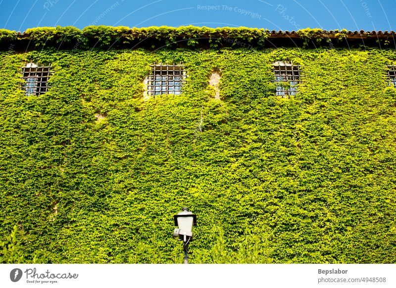 Facade of St. Giusto castle covered with green ivy, Trieste San Giusto hill absorbed abundance bio blanket environment flood foliage forest lantern