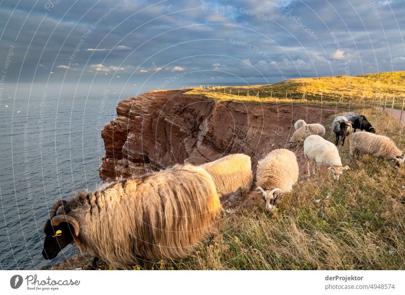 Sunrise on Helgoland with sheep Esthetic Rock Nature Baby animal Wild animal Ocean Bird Animal Environment Love and security Nest Endangered species