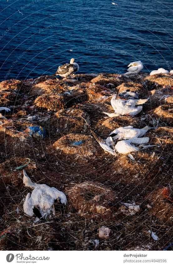 Dead gannets: bird flu on Helgoland Virus Spread Virus transmission Virus infection die a bird Death pass away h5n51 bird sanctuary Esthetic Rock Nature