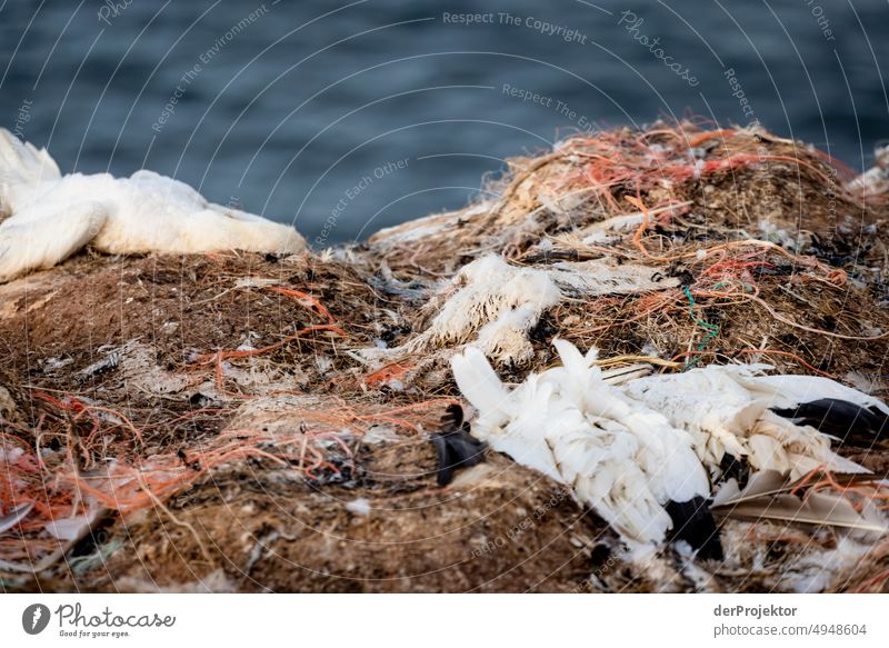 Dead gannets: bird flu on Helgoland II Virus Spread Virus transmission Virus infection die a bird Death pass away h5n51 bird sanctuary Esthetic Rock Nature