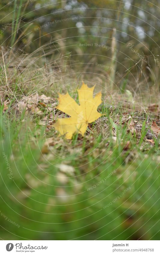 Yellow leaf in grass yellow leaf Leaf Autumn Nature Green Exterior shot Colour photo Deserted Autumnal Autumn leaves Autumnal colours Early fall Day Transience