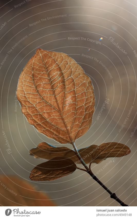 brown tree leaf in autumn season, brown background leaves brown leaves tree leaves nature natural foliage abstract textured outdoors beauty fragility freshness
